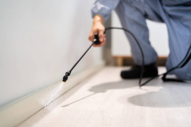 Licensed Wasp Removal service in Cheverly, MD - Show Me Pest Control